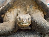 Giant Tortoises can be seen during a Galapagos cruise